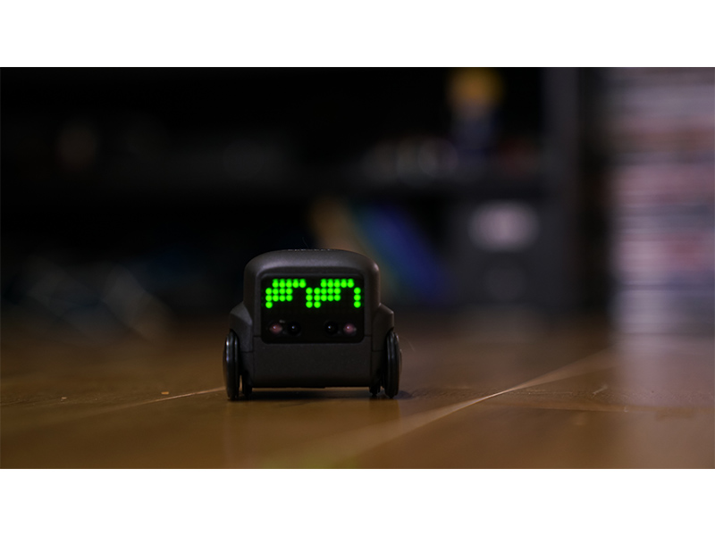 boxer from spin master toys uk ltd